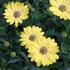 Osteospermum ecklonis 'Osticade Yellow'_02.JPG