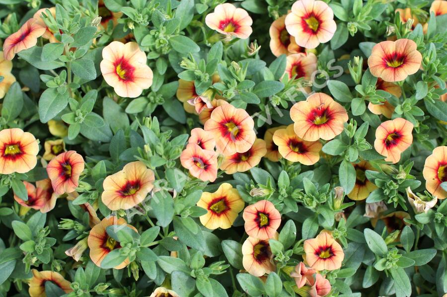 Minipetúnie, Million Bells 'Eyeconic Compact Sunset' - Calibrachoa hybrida 'Eyeconic Compact Sunset'