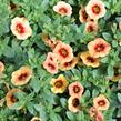 Minipetúnie, Million Bells 'Eyeconic Compact Sunset' - Calibrachoa hybrida 'Eyeconic Compact Sunset'