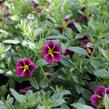 Minipetúnie, Million Bells 'Lia Ametyst Bling'' - Calibrachoa hybrida 'Lia Ametyst Bling'