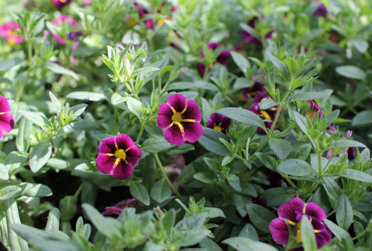 Minipetúnie, Million Bells 'Lia Ametyst Bling'' - Calibrachoa hybrida 'Lia Ametyst Bling'