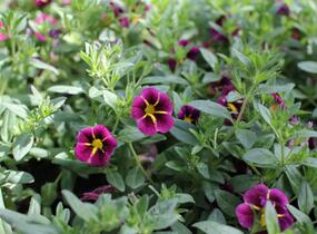 Minipetúnie, Million Bells 'Lia Ametyst Bling'' - Calibrachoa hybrida 'Lia Ametyst Bling'