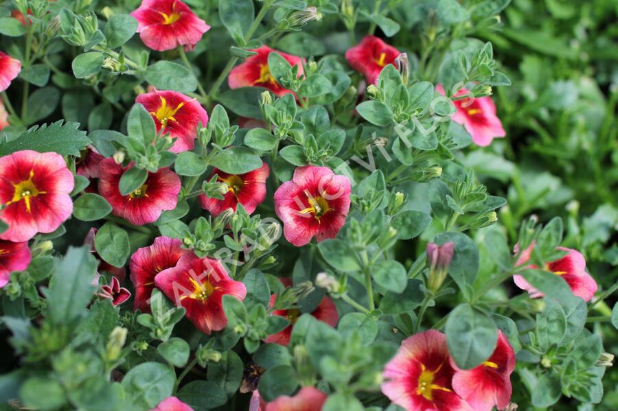 Minipetúnie, Million Bells 'Eyeconic Peach' - Calibrachoa hybrida 'Eyeconic Peach'