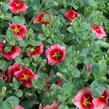 Minipetúnie, Million Bells 'Eyeconic Peach' - Calibrachoa hybrida 'Eyeconic Peach'