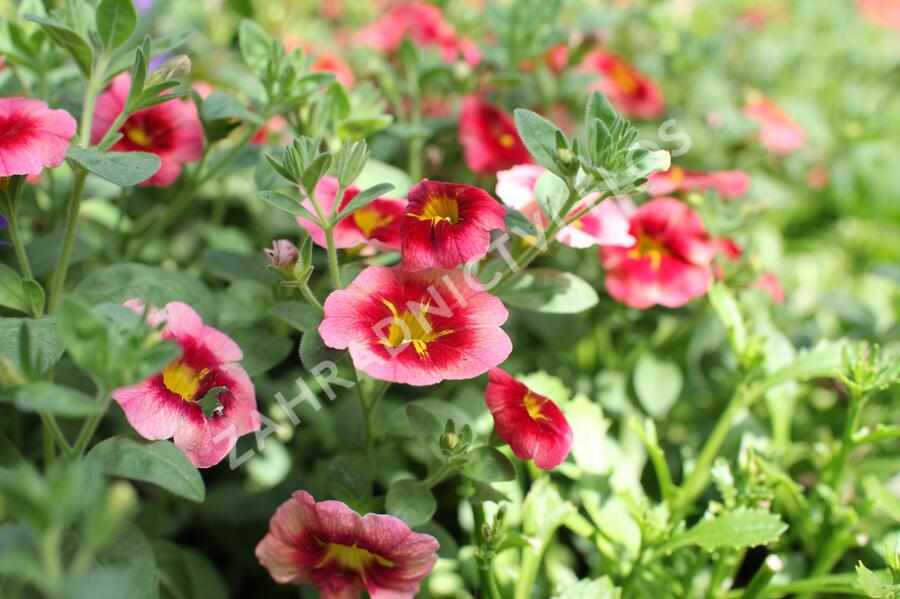 Minipetúnie, Million Bells 'Eyeconic Peach' - Calibrachoa hybrida 'Eyeconic Peach'