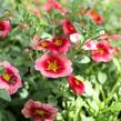 Minipetúnie, Million Bells 'Eyeconic Peach' - Calibrachoa hybrida 'Eyeconic Peach'