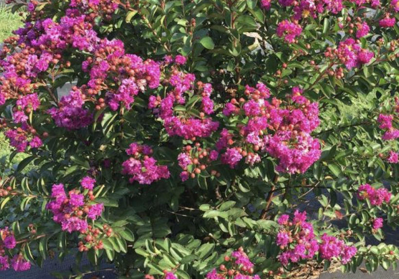 Pukol indický, krepová myrta 'Mauve' - Lagerstroemia indica 'Mauve'