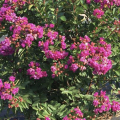 Pukol indický, krepová myrta 'Mauve' - Lagerstroemia indica 'Mauve'