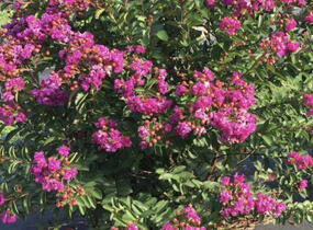 Pukol indický, krepová myrta 'Mauve' - Lagerstroemia indica 'Mauve'