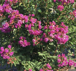 Pukol indický, krepová myrta 'Mauve' - Lagerstroemia indica 'Mauve'