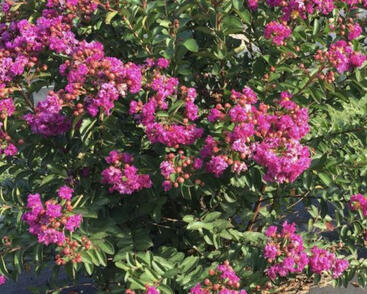 Pukol indický, krepová myrta 'Mauve'