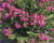 Pukol indický, krepová myrta 'Mauve'