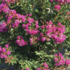 Lagerstroemia indica 'Mauve'.png