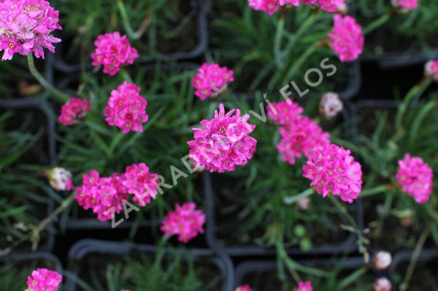 Trávnička přímořská 'Düsseldorfer Stolz' - Armeria maritima 'Düsseldorfer Stolz'