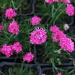 Trávnička přímořská 'Düsseldorfer Stolz' - Armeria maritima 'Düsseldorfer Stolz'