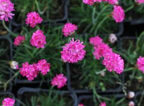 Trávnička přímořská 'Düsseldorfer Stolz' - Armeria maritima 'Düsseldorfer Stolz'