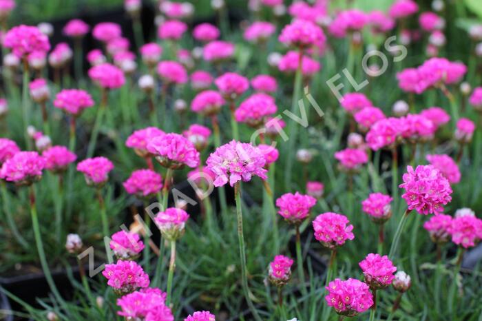 Trávnička přímořská 'Düsseldorfer Stolz' - Armeria maritima 'Düsseldorfer Stolz'