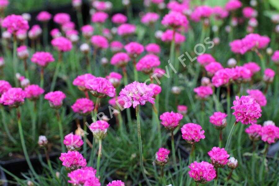 Trávnička přímořská 'Düsseldorfer Stolz' - Armeria maritima 'Düsseldorfer Stolz'