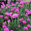 Trávnička přímořská 'Düsseldorfer Stolz' - Armeria maritima 'Düsseldorfer Stolz'