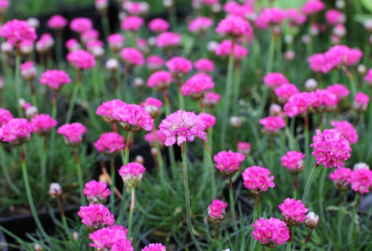 Trávnička přímořská 'Düsseldorfer Stolz' - Armeria maritima 'Düsseldorfer Stolz'