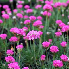 Trávnička přímořská 'Düsseldorfer Stolz' - Armeria maritima 'Düsseldorfer Stolz'