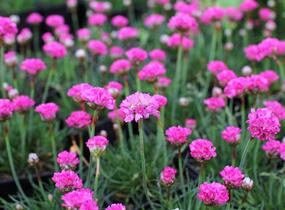 Trávnička přímořská 'Düsseldorfer Stolz' - Armeria maritima 'Düsseldorfer Stolz'
