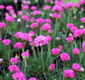 Trávnička přímořská 'Düsseldorfer Stolz' - Armeria maritima 'Düsseldorfer Stolz'