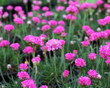 Trávnička přímořská 'Düsseldorfer Stolz'