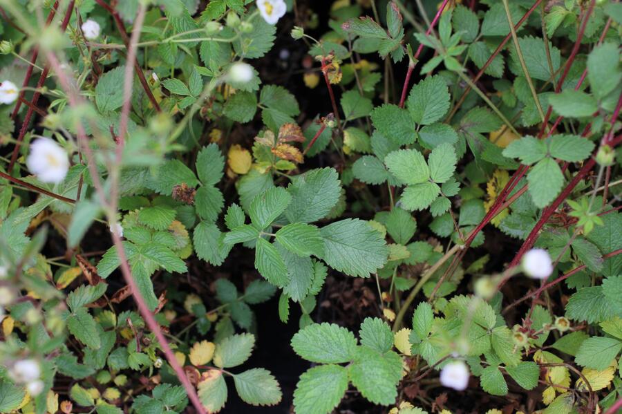 Mochna skalní - Potentilla rupestris