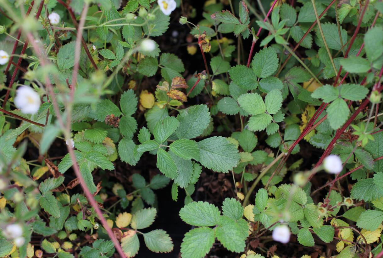Mochna skalní - Potentilla rupestris