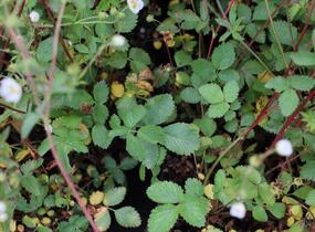 Mochna skalní - Potentilla rupestris