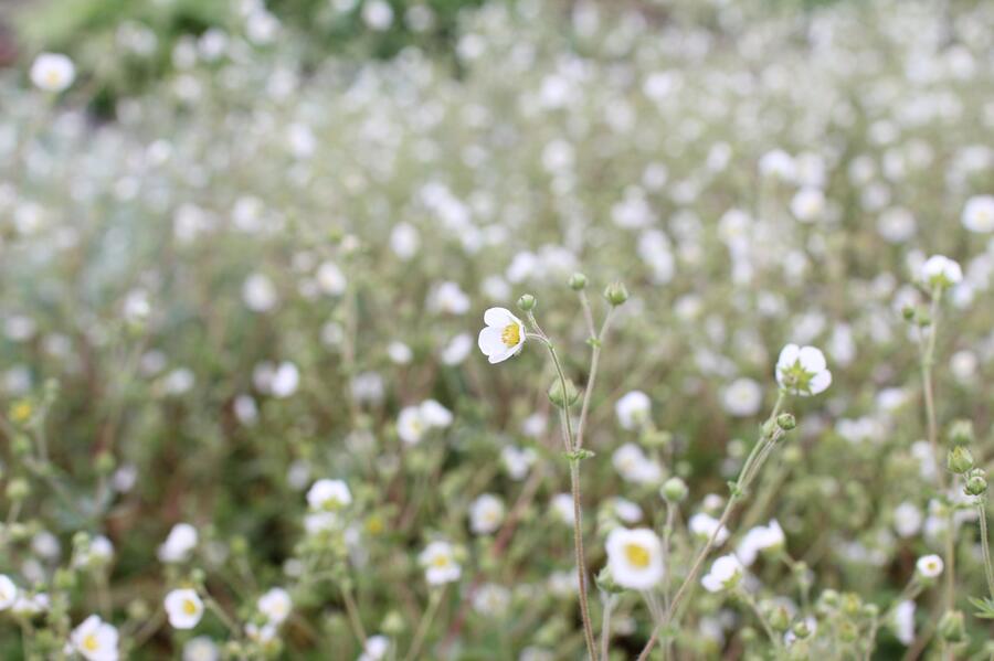 Mochna skalní - Potentilla rupestris