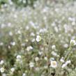 Mochna skalní - Potentilla rupestris