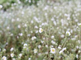 Mochna skalní - Potentilla rupestris