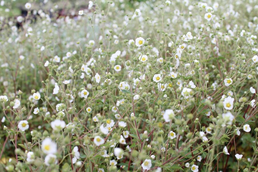 Mochna skalní - Potentilla rupestris