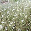 Mochna skalní - Potentilla rupestris