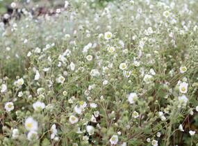 Mochna skalní - Potentilla rupestris