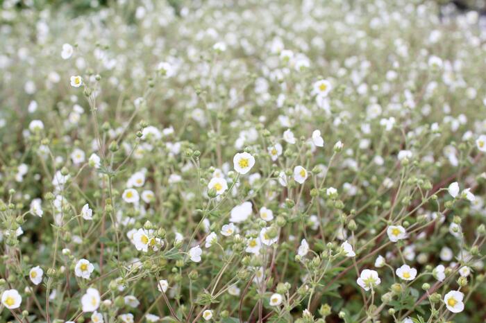 Mochna skalní - Potentilla rupestris