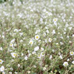 Mochna skalní - Potentilla rupestris