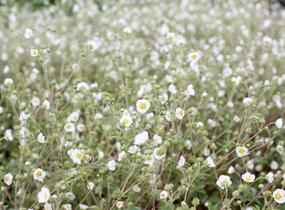 Mochna skalní - Potentilla rupestris