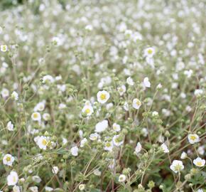 Mochna skalní - Potentilla rupestris