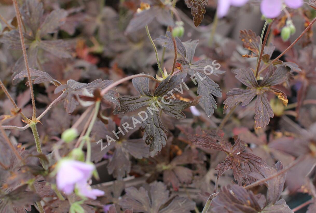 Kakost skvrnitý 'Espresso' - Geranium maculatum 'Espresso'