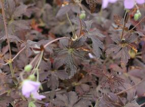 Kakost skvrnitý 'Espresso' - Geranium maculatum 'Espresso'