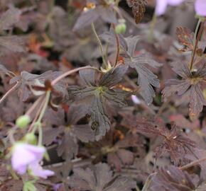 Kakost skvrnitý 'Espresso' - Geranium maculatum 'Espresso'