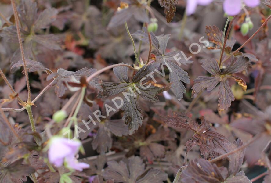 Kakost skvrnitý 'Espresso' - Geranium maculatum 'Espresso'