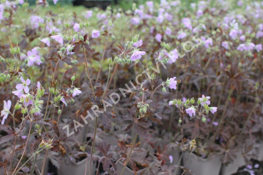 Kakost skvrnitý 'Espresso' - Geranium maculatum 'Espresso'