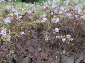 Kakost skvrnitý 'Espresso' - Geranium maculatum 'Espresso'