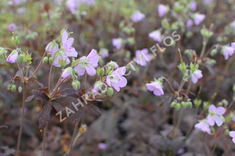 Kakost skvrnitý 'Espresso' - Geranium maculatum 'Espresso'