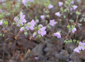 Kakost skvrnitý 'Espresso' - Geranium maculatum 'Espresso'