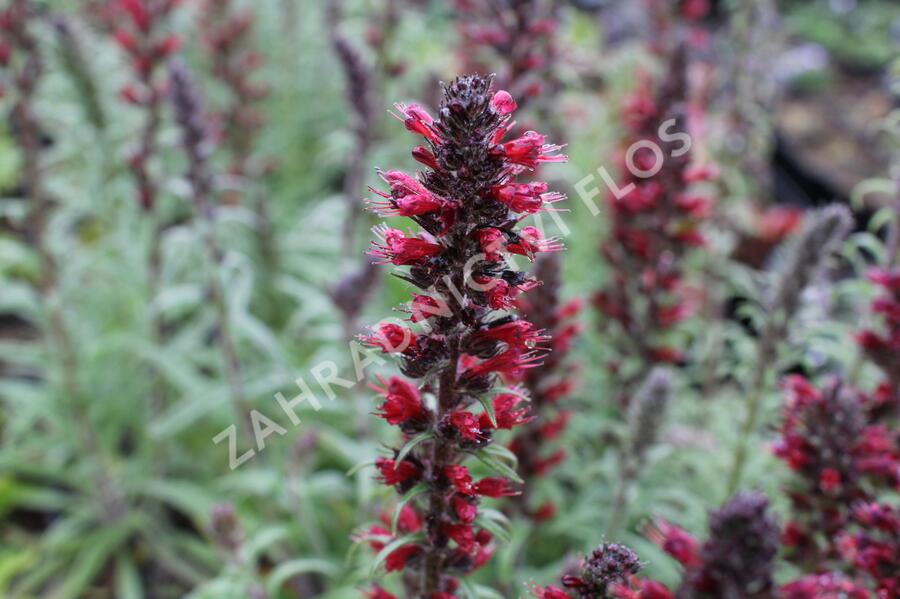 Hadinec červený - Echium maculatum
